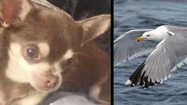 Seagull Snatches Chihuahua from Garden featured image