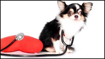 Should I Get My Chihuahua Health Insurance? featured image