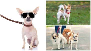 Should Your Chihuahua Use a Collar and Leash? featured image