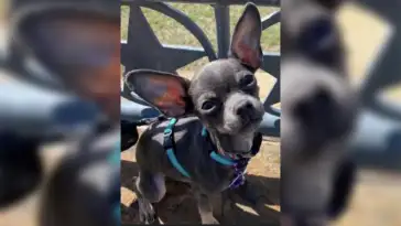 In San Francisco, a Chihuahua puppy was stolen in smash and grab featured image