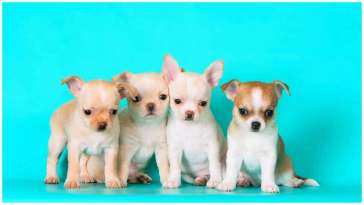 The Most Popular Chihuahua Names featured image