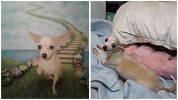 The Story of How Nancy Got Her Pookie Chi featured image