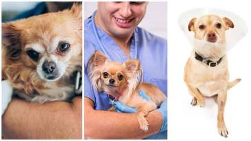 What Chihuahuas Think During Surgery featured image