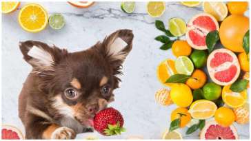 Vitamin C For Chihuahuas: Is It Necessary? featured image