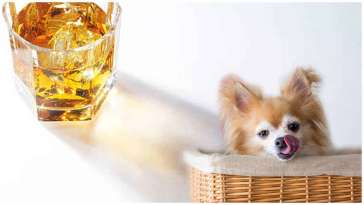 What To Do If Your Dog Drinks Alcohol featured image