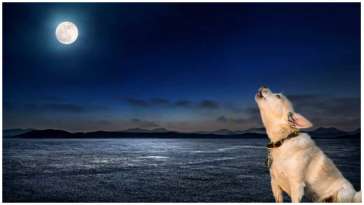 Why Do Dogs Howl At The Moon? featured image