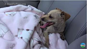 Terrified Abandoned Chihuahua Learns to Trust Again featured image