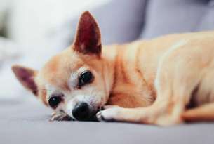 10 Natural Ways To Relieve Your Chihuahua’s Joint Pain featured image