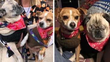 Blind Pug and his Chihuahua BFF Seer face their own challenges featured image