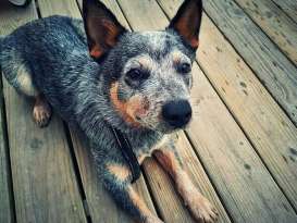 The Blue Heeler Chihuahua Mix featured image