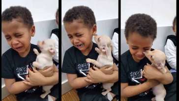 Little Boy Crying About How Cute Chihuahua Is featured image