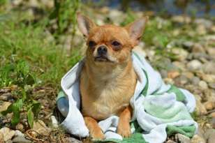 Can Chihuahuas Live and Sleep Outside? Here Are Some Handy Tips featured image