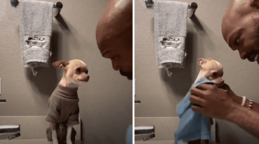 Dad Gently Washes The Tiny Chihuahua He Didn't Want While Whispering 