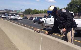 Dog Rescuers Save Chihuahua Running featured image