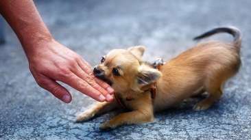 How To Stop A Chihuahua From Biting? featured image