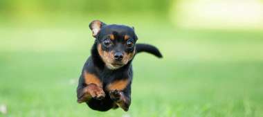 How Fast Can A Chihuahua Run? The Truth (With Video) featured image