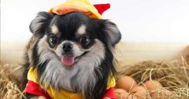 Can Chihuahua eat eggs? featured image