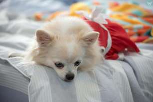 Teach Your Chihuahua to Go to His Bed featured image