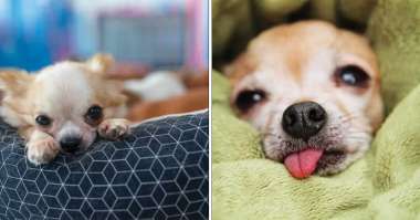 Here’s Why Your Chihuahua Pees The Bed…It’s Not What You Think featured image