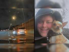 Heartstopping: Chihuahua Runs Through Cars on Expressway featured image