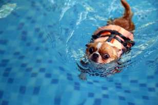 Can Chihuahuas Swim? featured image