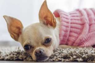 How to Discipline a Chihuahua Puppy? featured image