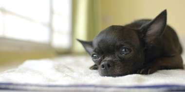 Blood sugar problems in Chihuahua dogs featured image