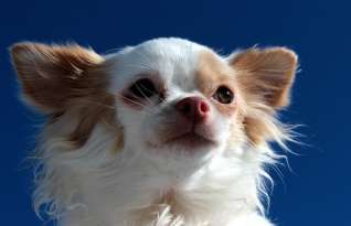 Fat Chihuahua – How To Tell When Your Dog Has Put On Too Much Weight featured image