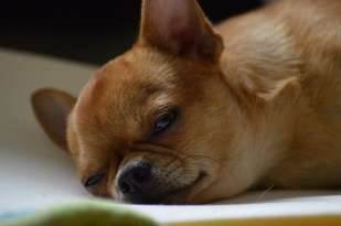 Why You Shouldn’t Bother Chihuahua When They Eat or Sleep featured image