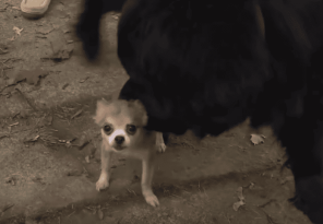 Chihuahua Saves Best Friend From Dognappers featured image