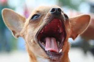 5 Reasons Why Your Chihuahua Has Bad Breath featured image