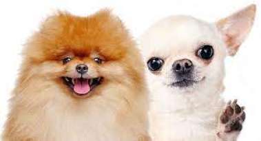 Do Pomeranians And Chihuahuas Get Along? featured image