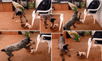 Chihuahua Mix and Pooch Fighting Video featured image