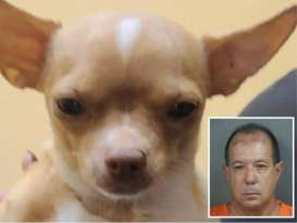 Shocking: Florida Man's Fatal Surgery on Pregnant Chihuahua featured image