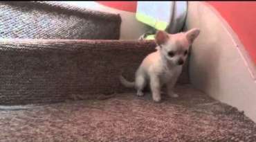 Chihuahua Inspires Sister to Use Stairs in the Sweetest Way featured image