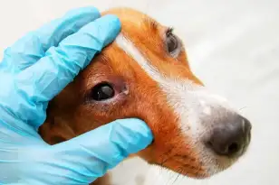 Will my dog's eye infection clear up on its own? featured image