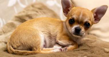 Senior rescue Chihuahua gets soft bed for the first time in her life featured image