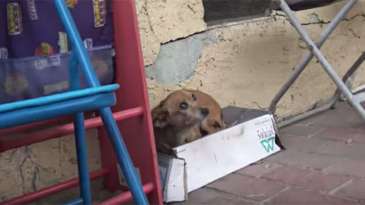 Poor 3-Legged Chihuahua Sleeps in a Shoebox in the Rain featured image