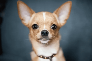 Chihuahua Information: Is the Breed Right for You featured image