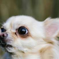 Chihuahua is Annoyed After Grandpa Goes to Costco Without Him featured image