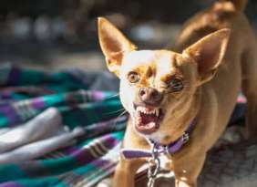  How many teeth do Chihuahuas Have? featured image