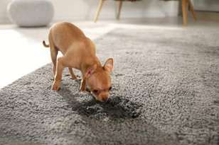 How to Stop Excitement Peeing in Chihuahuas featured image