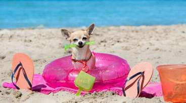 Do Chihuahuas Need Sunscreen? featured image