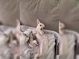 Laundry Day: Discovering a White Chihuahua Amidst the Whites featured image