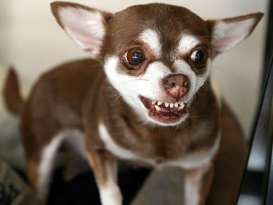 Are Chihuahuas Mean? featured image