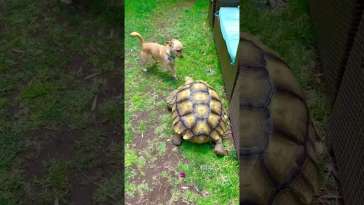 Video of Rescue Dog Playing With His Tortoise BFF featured image