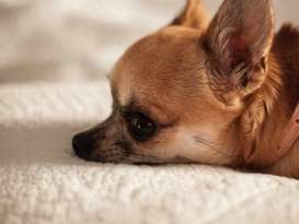 Mom Finds Pup's Secret Stash of Treats featured image