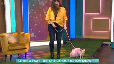 This Morning's Chihuahua Fashion Show Descends Into Chaos as Dog Flees Studio featured image