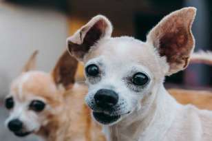 9 Surprising Reasons Why Your Chihuahua Has Floppy Ears featured image