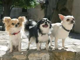 Polite Chihuahuas & Some Tips to Teach Good Behavior featured image